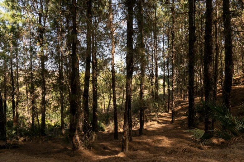 a group of tall trees with a dirt road