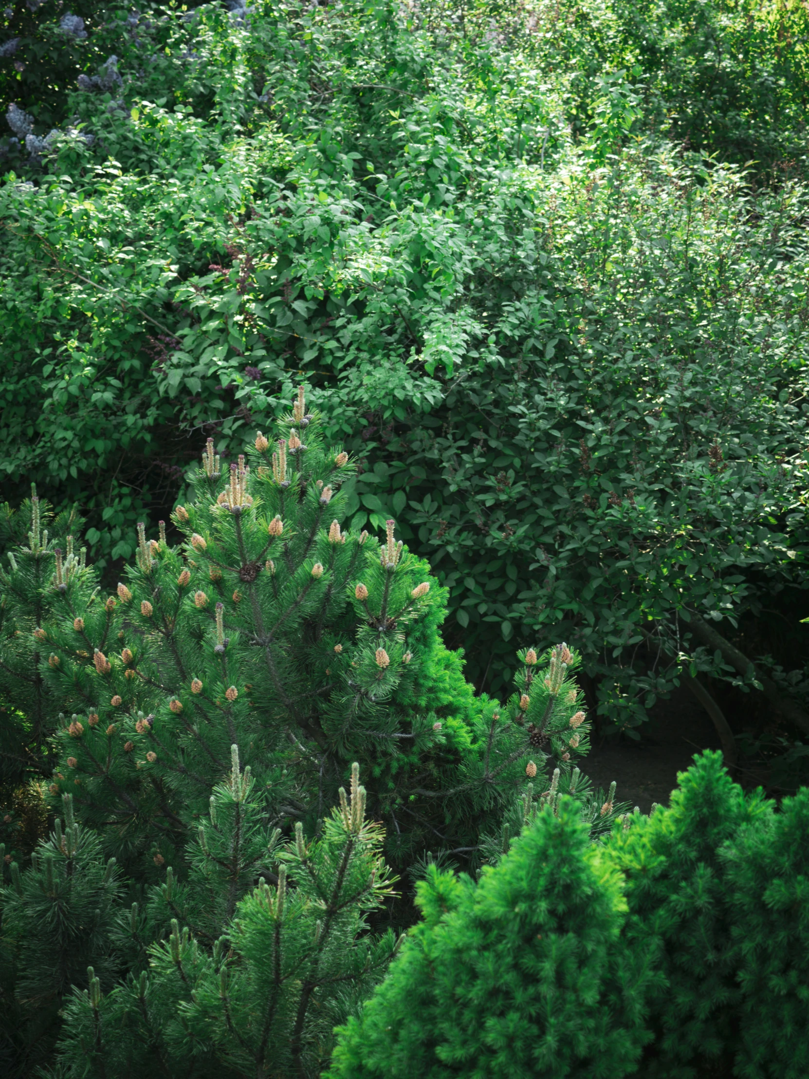 a bush with green trees on both sides, with yellow flowers on the top