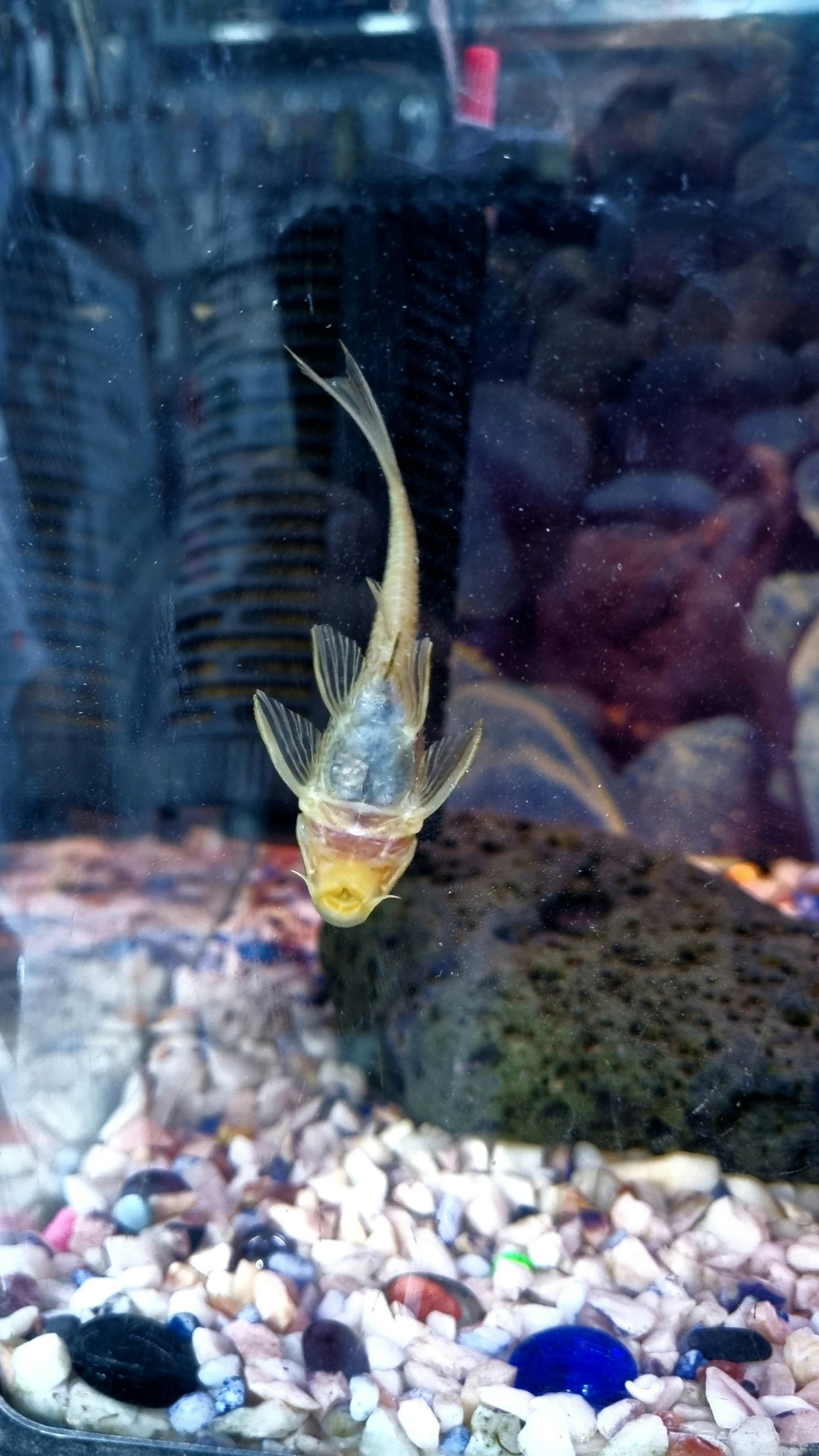 fish with its head looking up at soing out of focus