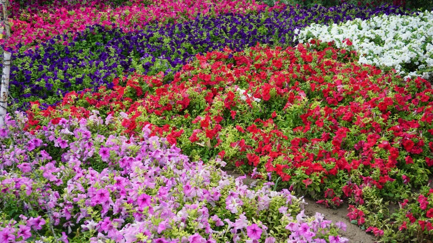 there are many different colored flowers growing in the grass