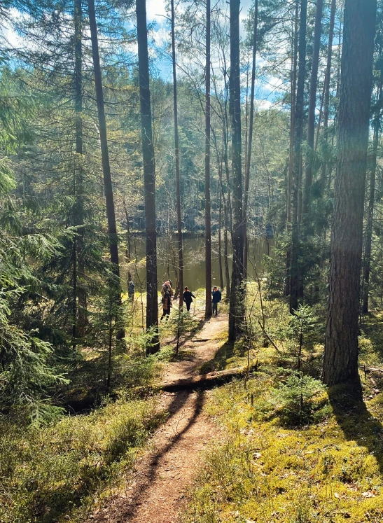 a trail through the woods with a lot of tall trees