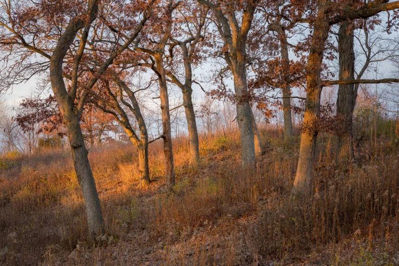 a couple of trees with leaves on the tops