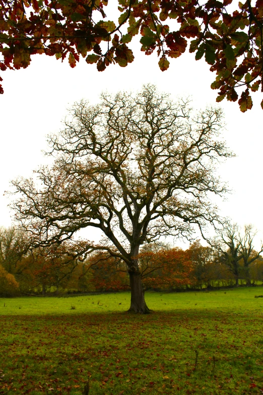 this is a tree near some grass and trees