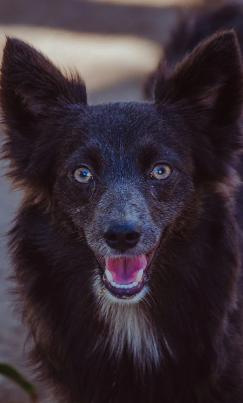 an adorable dog with blue eyes standing in a yard