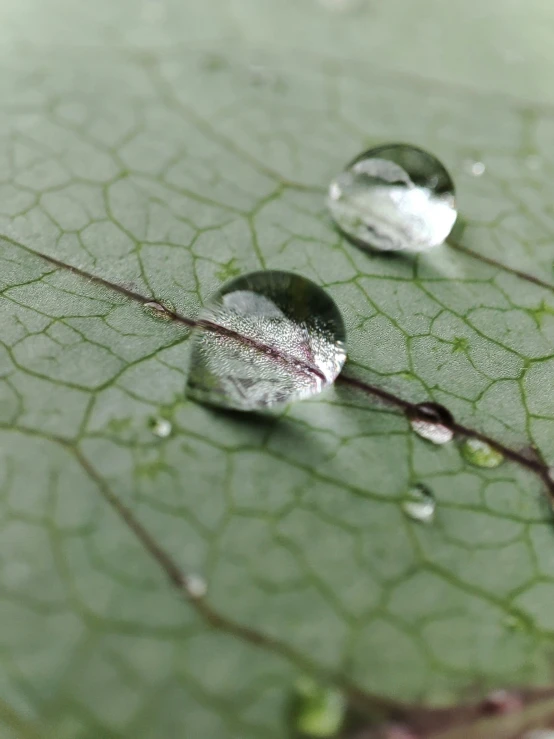 two water droplets that are sitting on a leaf