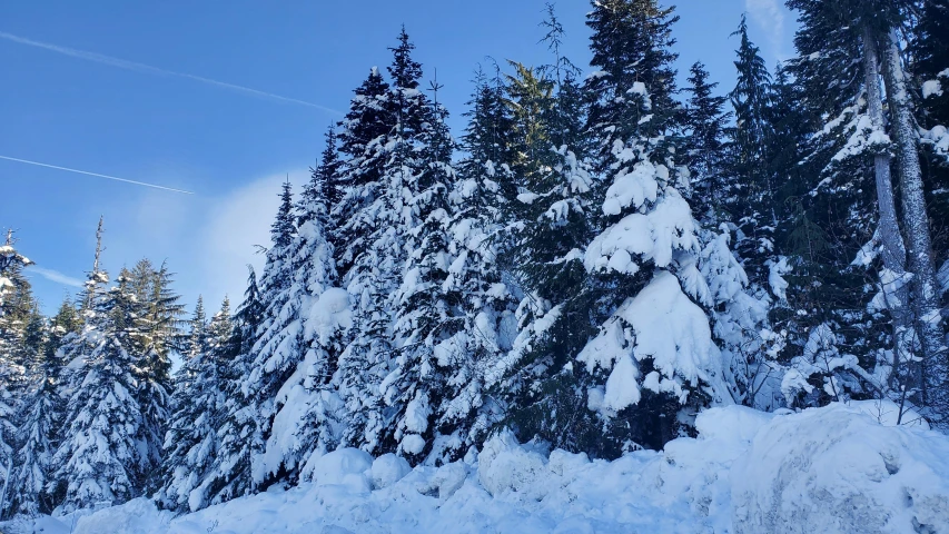 some tall snowy trees sitting next to each other