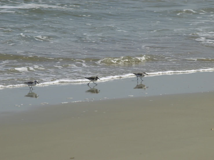 three birds standing on a beach looking out into the ocean