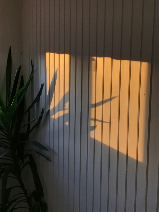 a shadow of a houseplant on a wall in front of a window