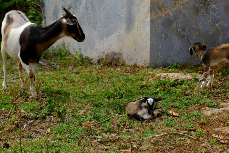 goats graze and lounge on the green grass