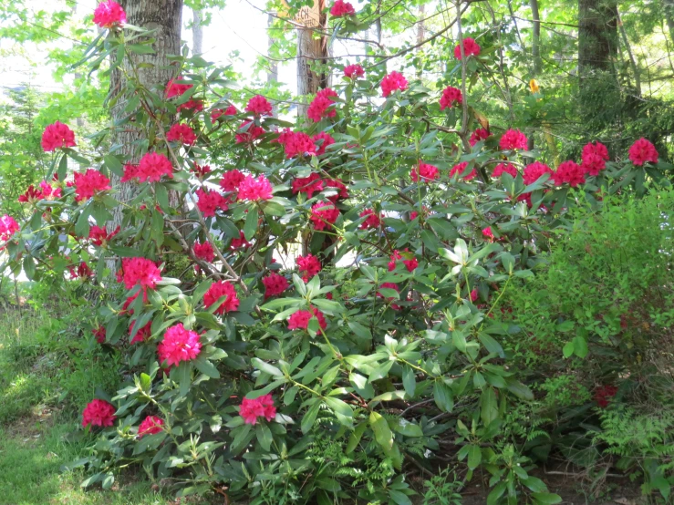 pink flowers in a bush of foliage on the grass