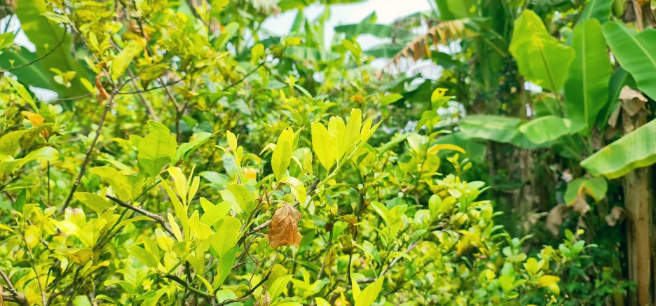 the leaves on this tree are yellow in color