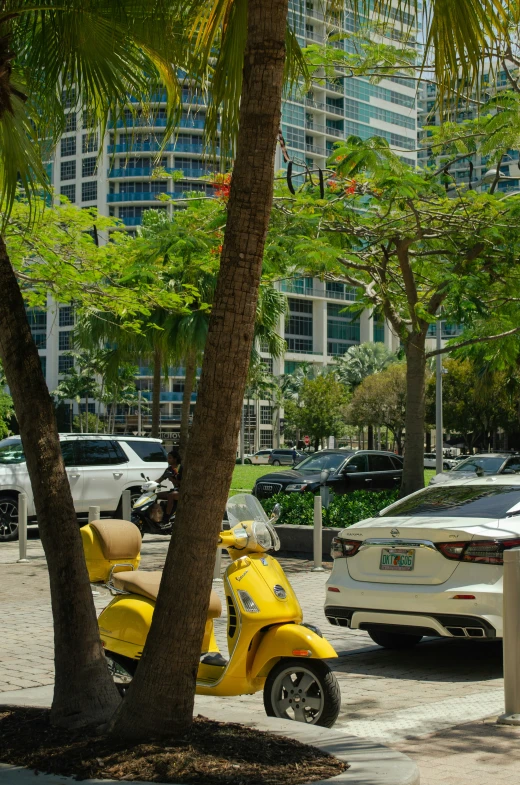 a vespa parked by a palm tree on the side of the street