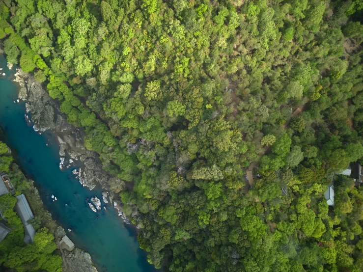 aerial view of boats on river surrounded by trees