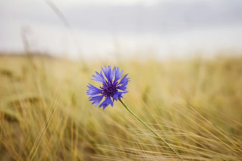 purple flower sitting on top of grass field