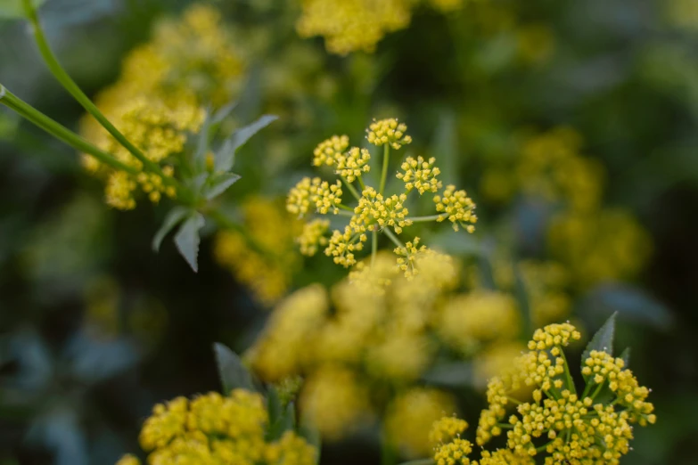 yellow flowers are growing in a field