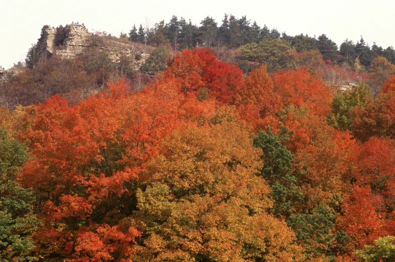 many trees are turning color around near the hills