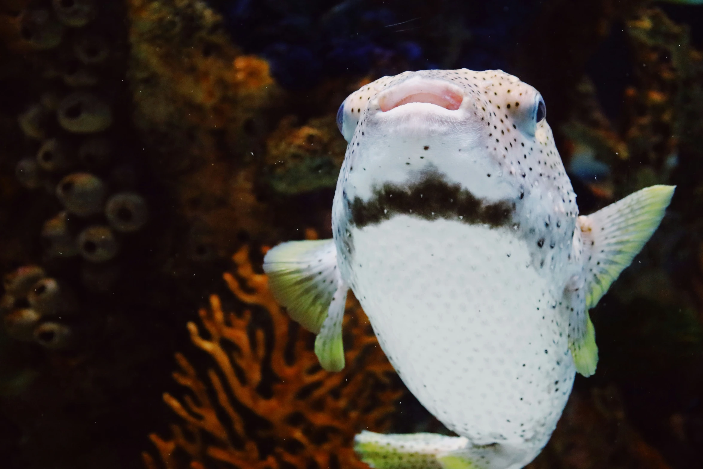 an underwater fish is shown with its mouth open