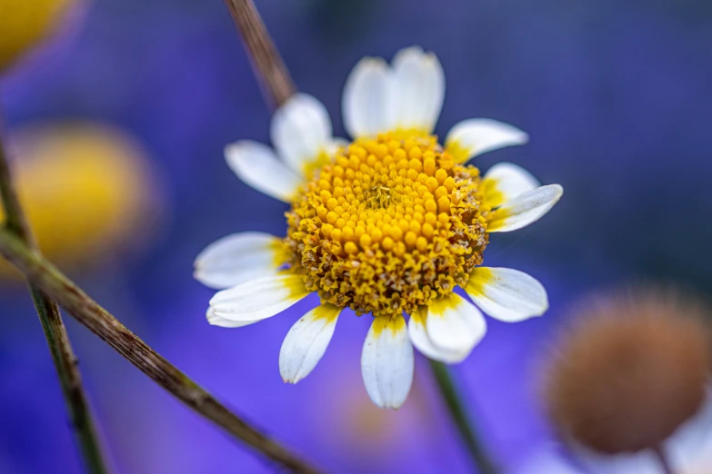 the back side of a daisies flower with a blue background