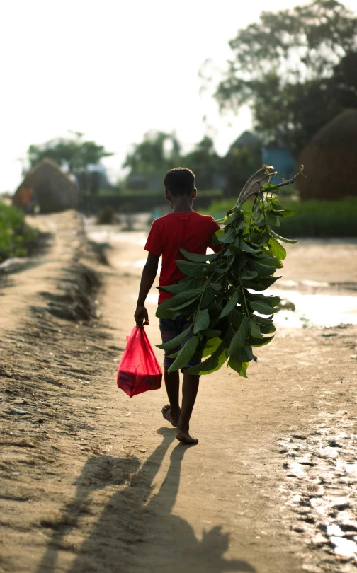 the boy is carrying a tree on the dirt road