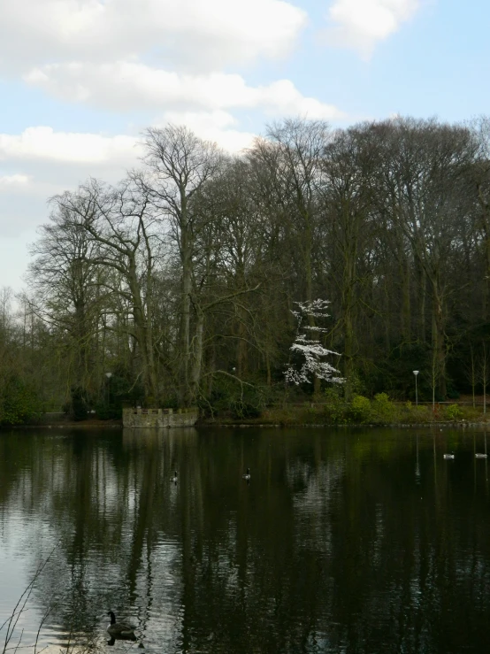 this is a pond that is surrounded by trees and birds