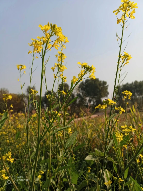 a field with yellow flowers and trees on a clear day