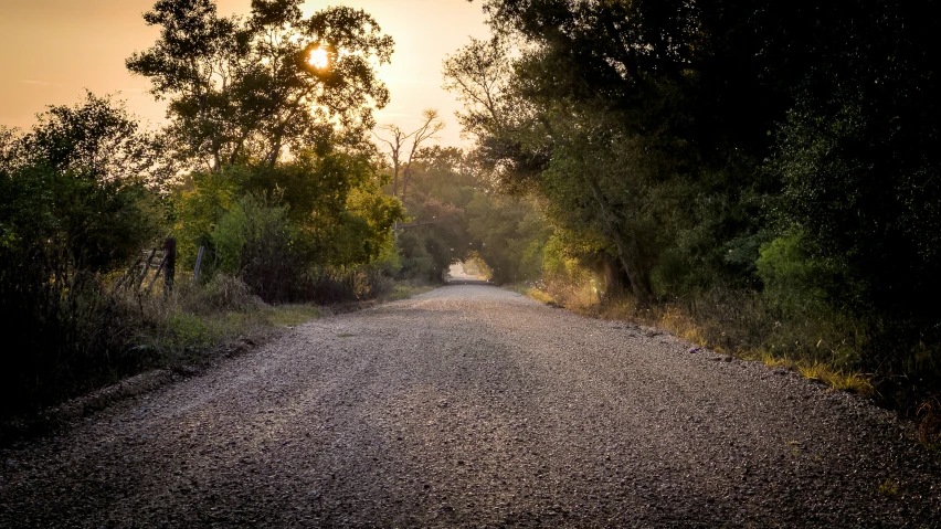 an empty road that has been blocked by trees