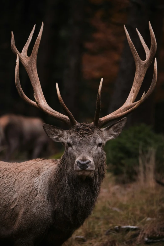 a large deer with very big antlers on it's head