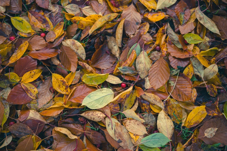 a pile of leaves laying on the ground