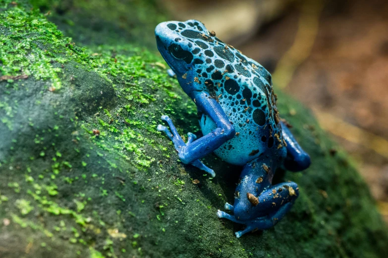 a blue and green frog is on the moss