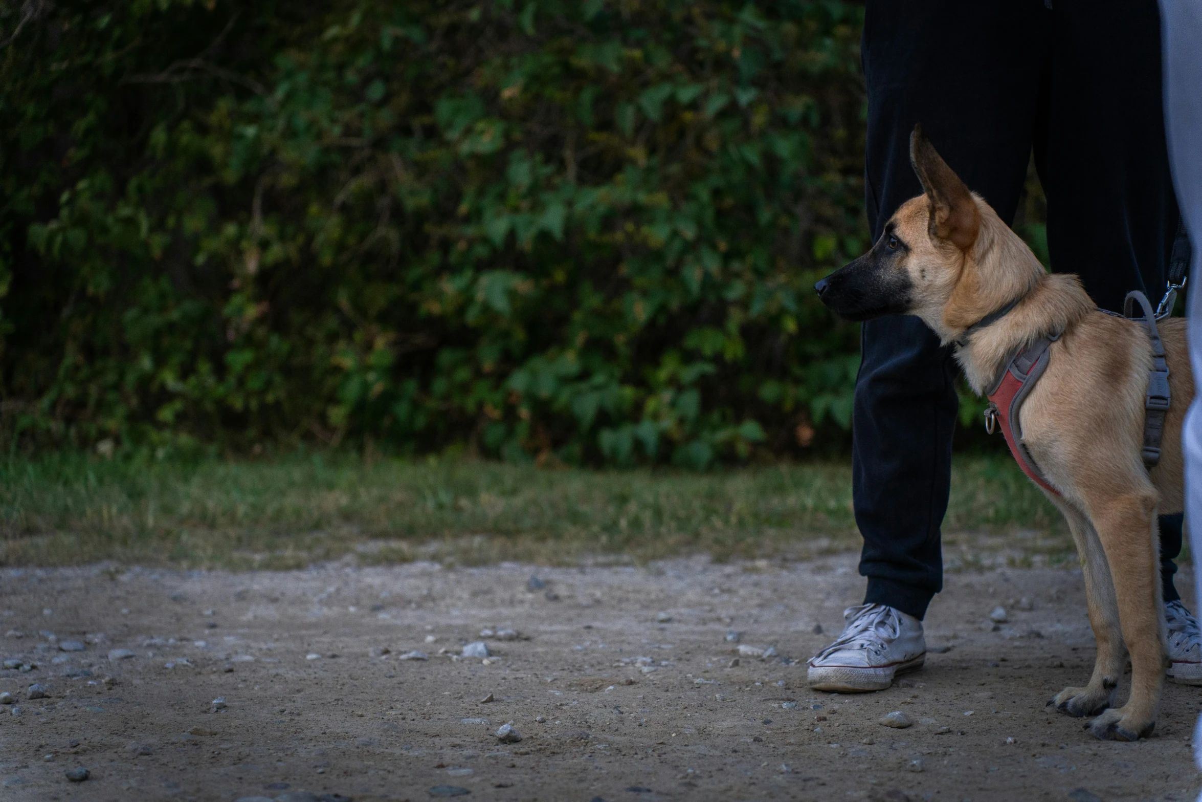 a german shepherd standing by itself and next to a persons