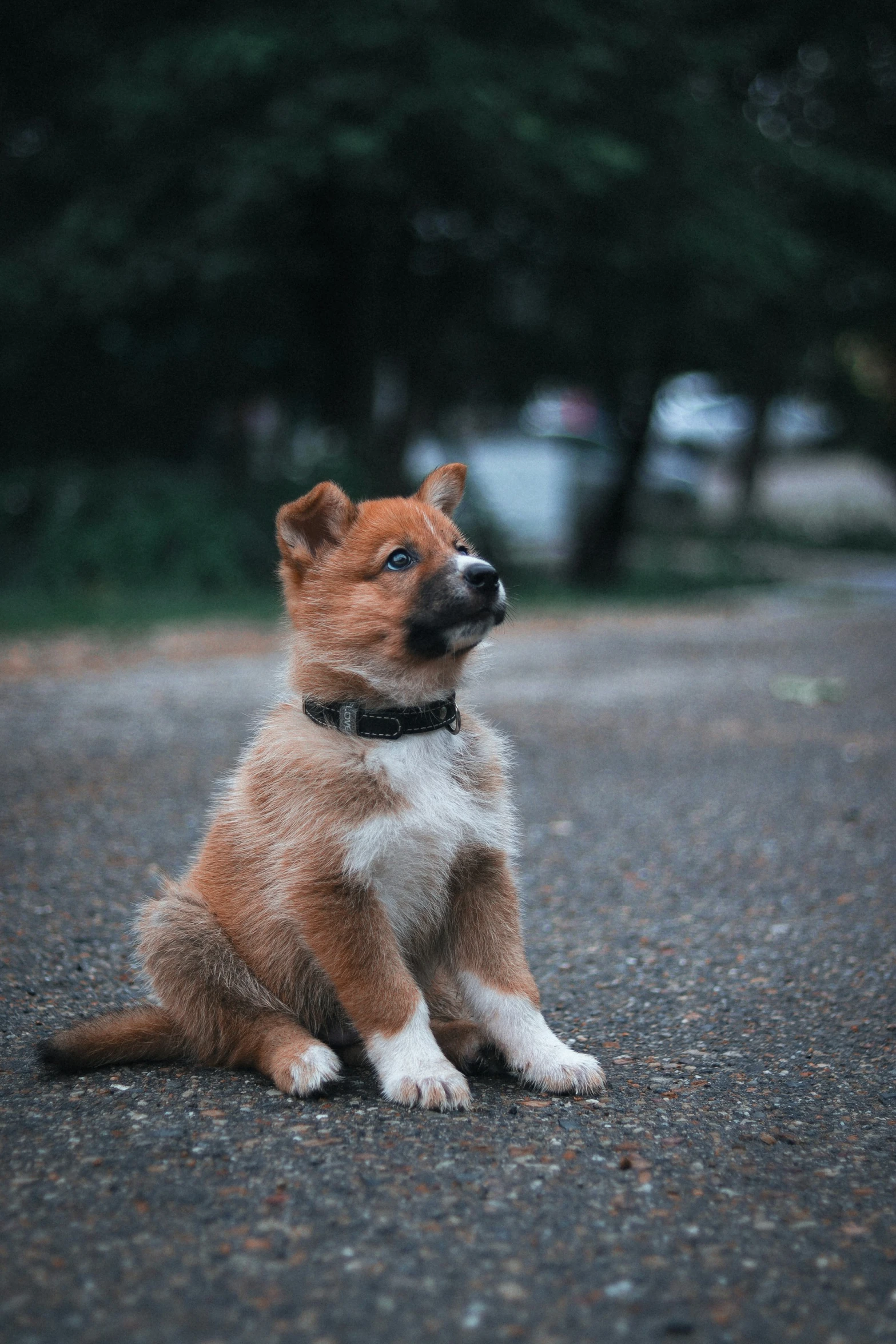 a dog that is sitting on the ground