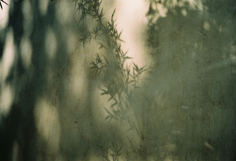 the shadow of plants on the wall of an outdoor area