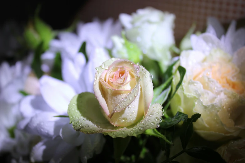 a very pretty flower surrounded by white flowers