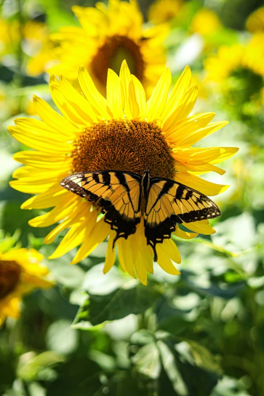 the erfly is perched on the sunflower