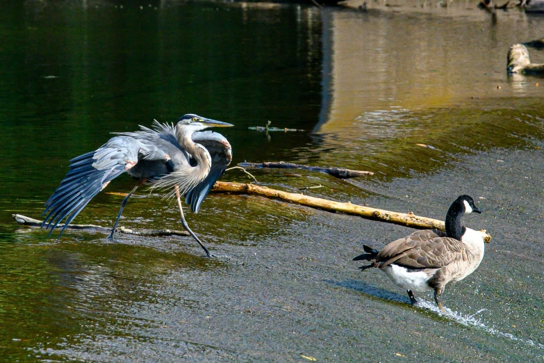 a bird with its  outstretched is standing in water next to another bird that has it's wings spread