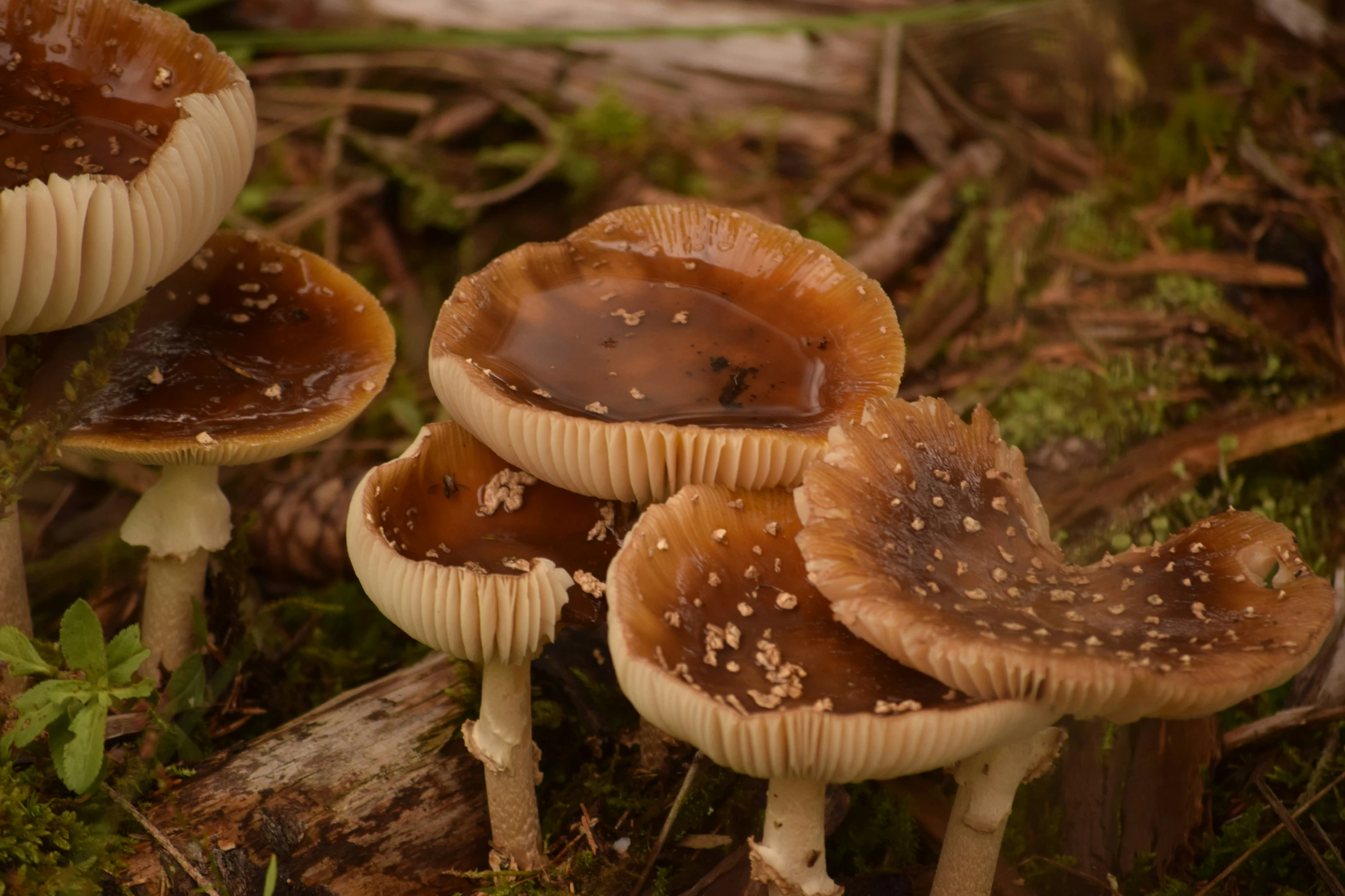 several mushrooms growing out of the ground on a forest floor