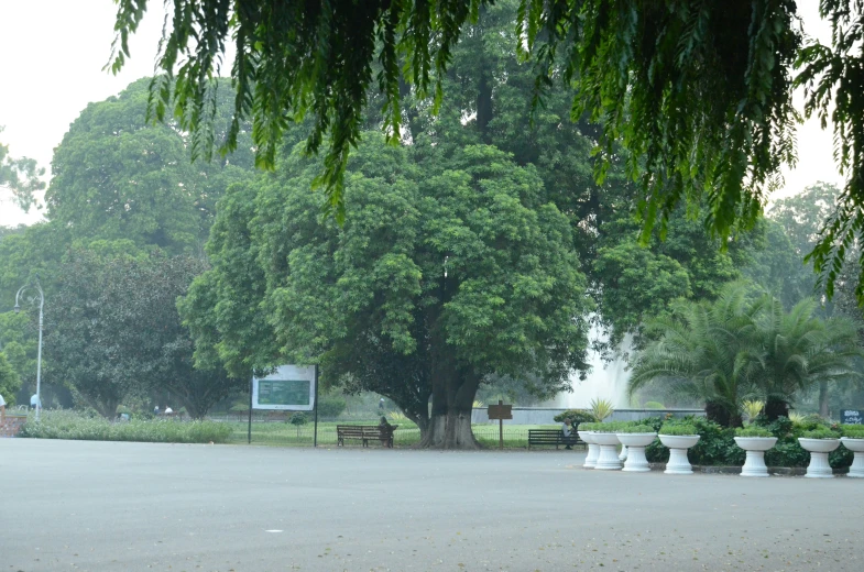 there are four trees in the park that have benches on them