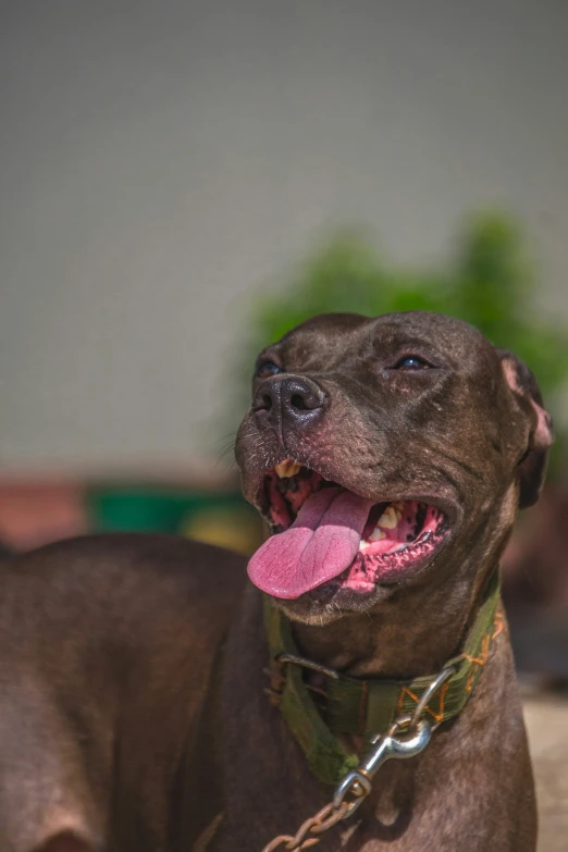 a close up of a dog with its tongue out and it is smiling