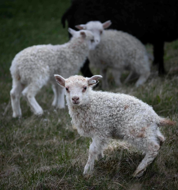 three baby lambs in grassy field with their mother