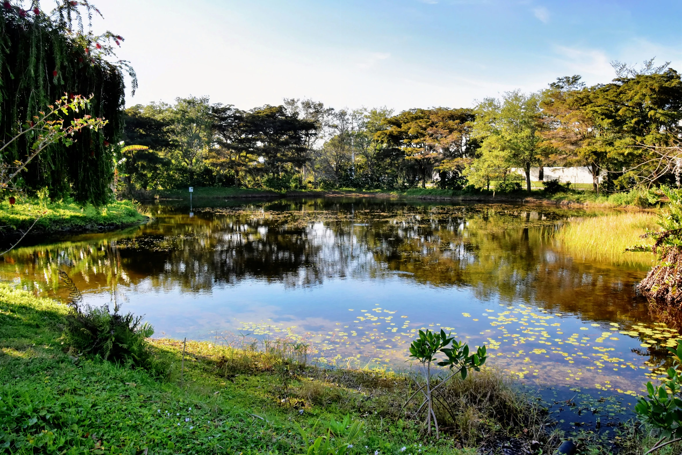 there is a small pond near the trees