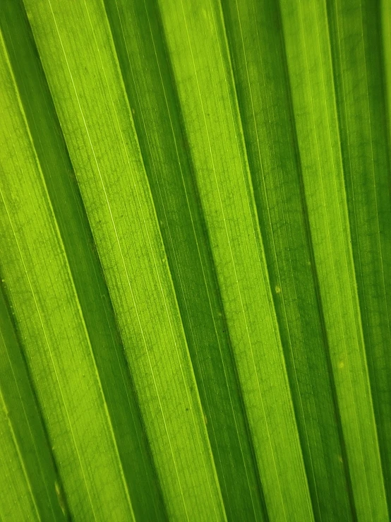 green leaf showing some thin ridges in the back