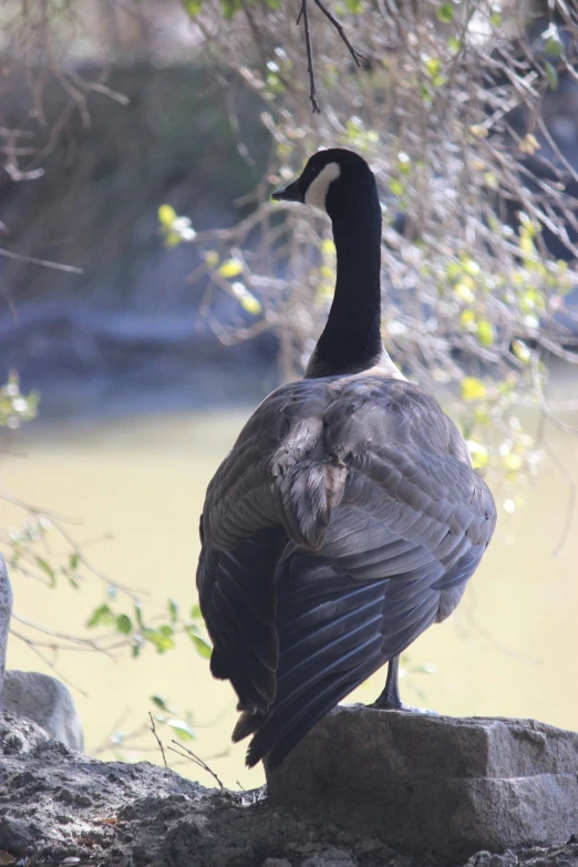 a small gray bird perched on a rock