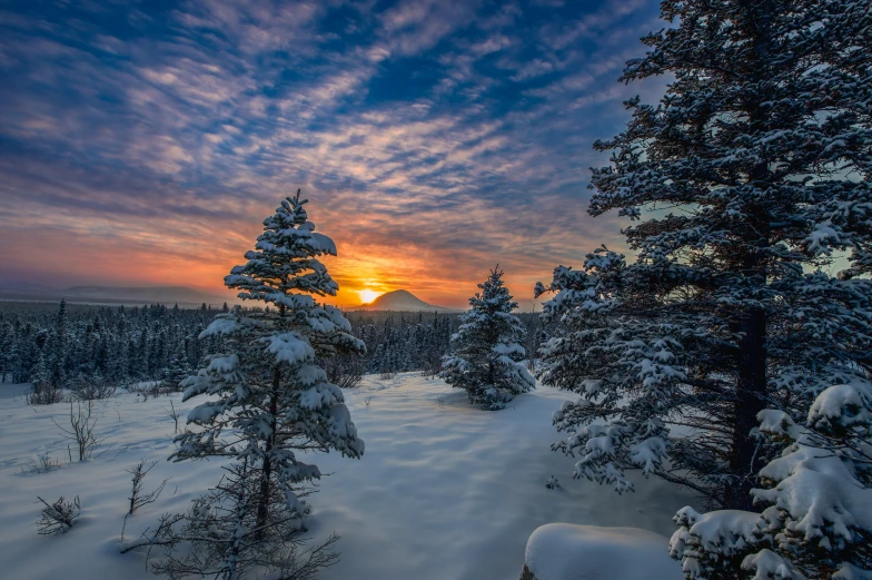 a sunrise in the distance and snowy trees