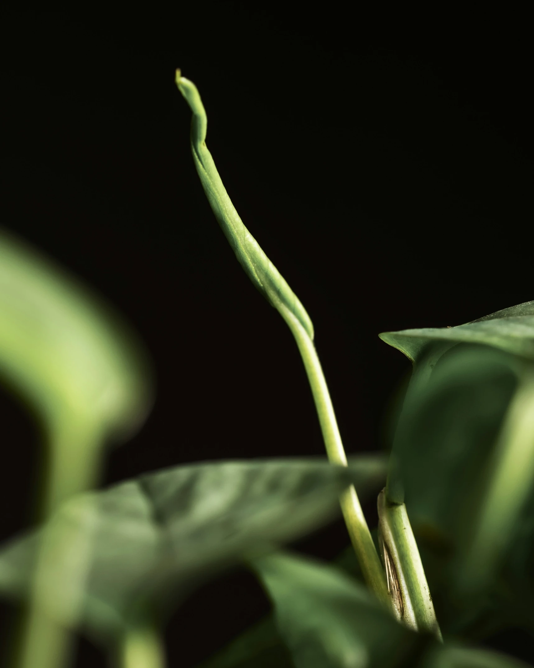 this is a pograph of green plants in dark light