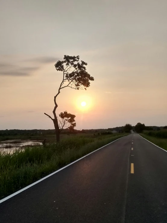 a tree stands on the side of a road as the sun sets