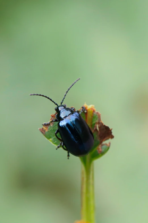 the black insect is on the green leaf