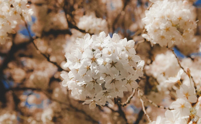 a blooming tree in the middle of an otherwise bare field