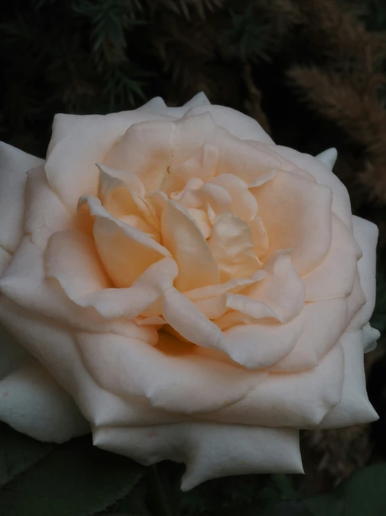 a close up image of a large flower