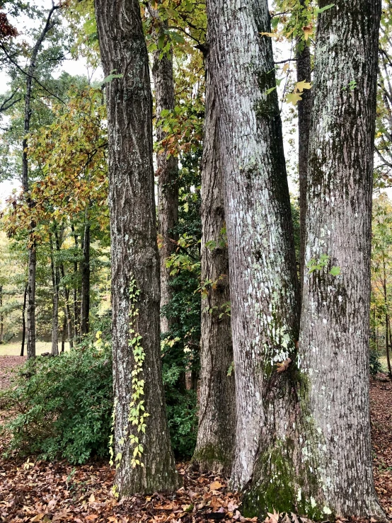 two large trees in a forest of leaves