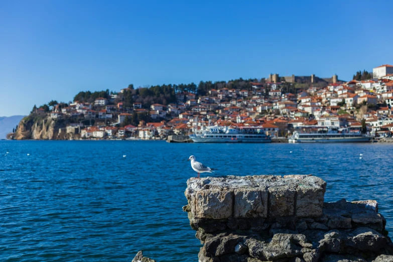 a white and brown seagull is sitting on the ledge of a stone wall